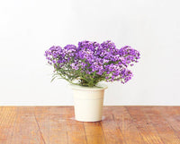Sweet Alyssum Refill / Sweet Alyssum Refill