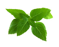 Thai Basil Plant Pods / Thai Basil Plant Pods