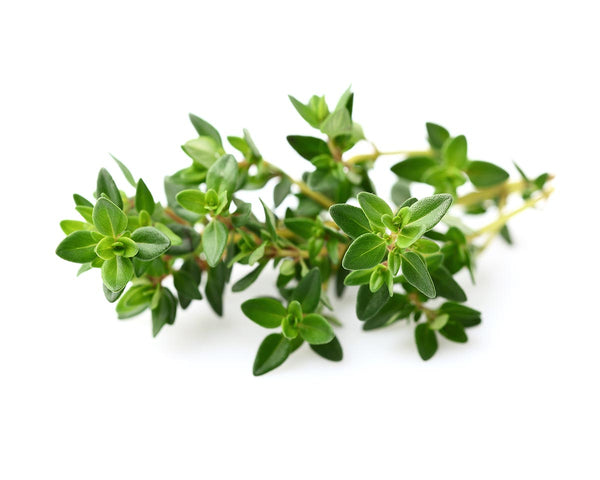 Thyme Plant Pods