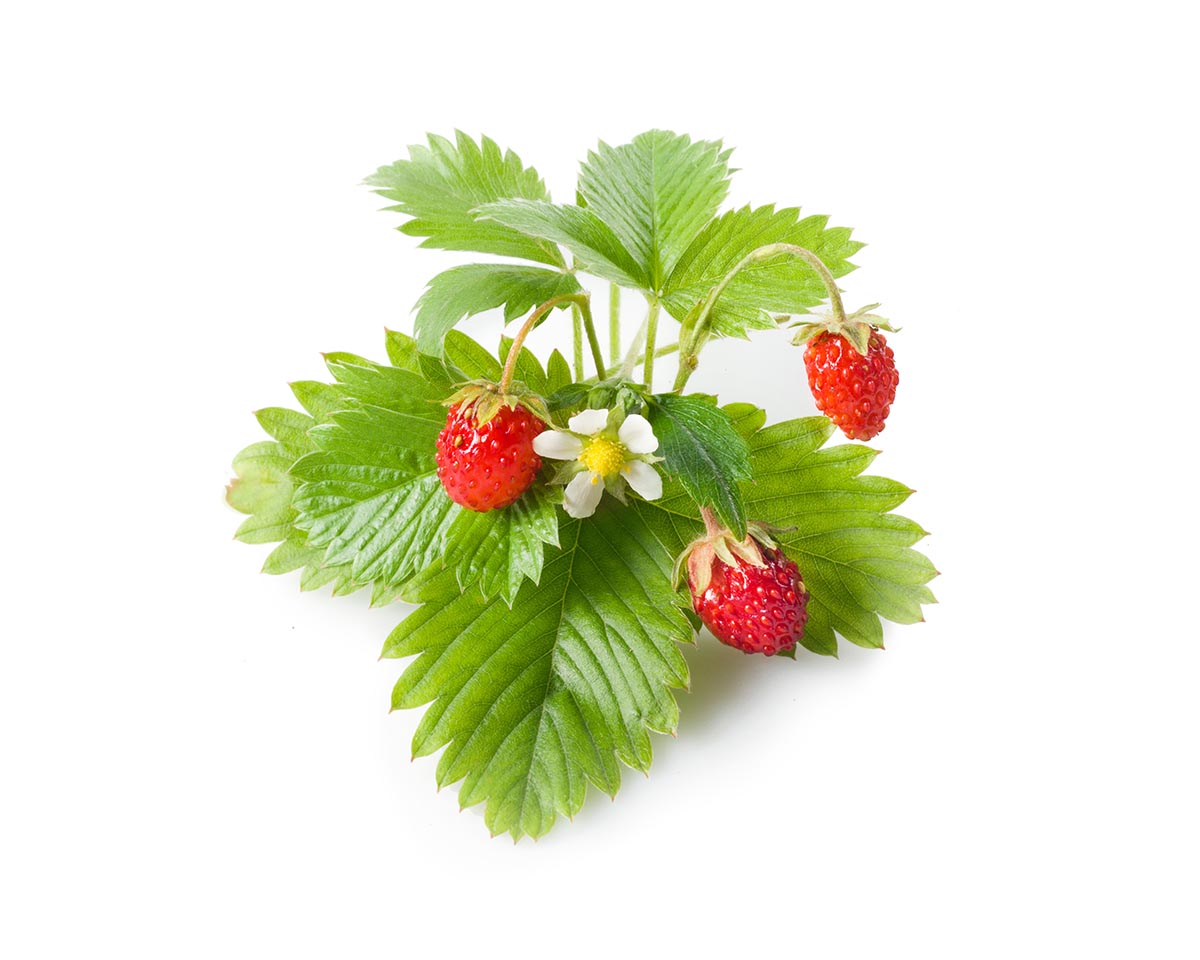 Wild Strawberry Plant Pods / Wild Strawberry Plant Pods