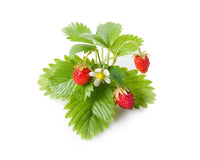 Wild Strawberry Plant Pods / Wild Strawberry Plant Pods