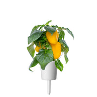 Yellow Sweet Pepper Plant Pods / Yellow Sweet Pepper Plant Pods