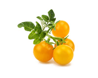 Yellow Mini Tomato Plant Pods / Yellow Mini Tomato Plant Pods