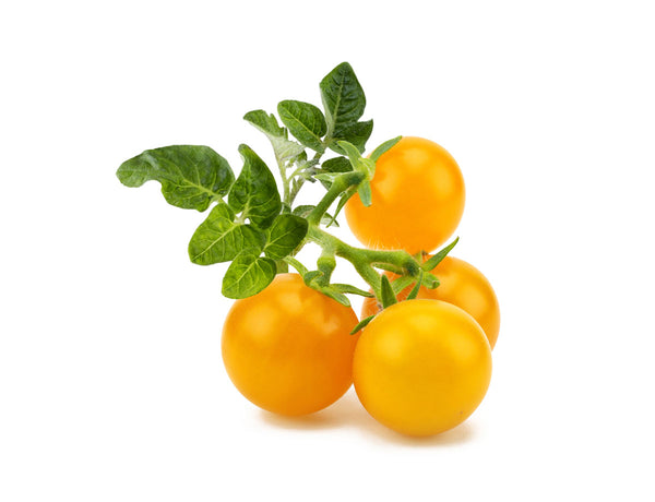 Yellow Mini Tomato Plant Pods