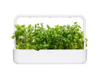 Apple Mint Plant Pods / Apple Mint Plant Pods