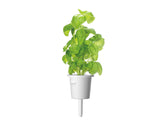 Basil Plant Pods 3-pack