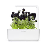 Black Pansy Plant Pods 3-pack