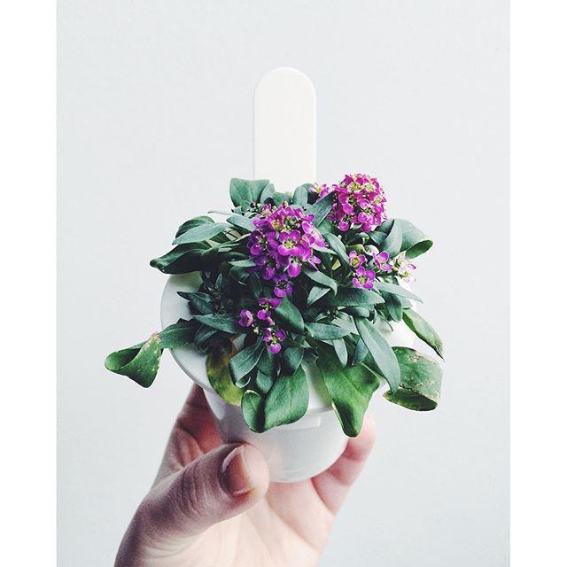 Sweet Alyssum Refill / Sweet Alyssum Refill