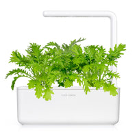 Leaf Mustard Plant Pods / Leaf Mustard Plant Pods