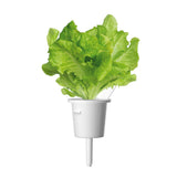 Green Lettuce Plant Pods 3-pack