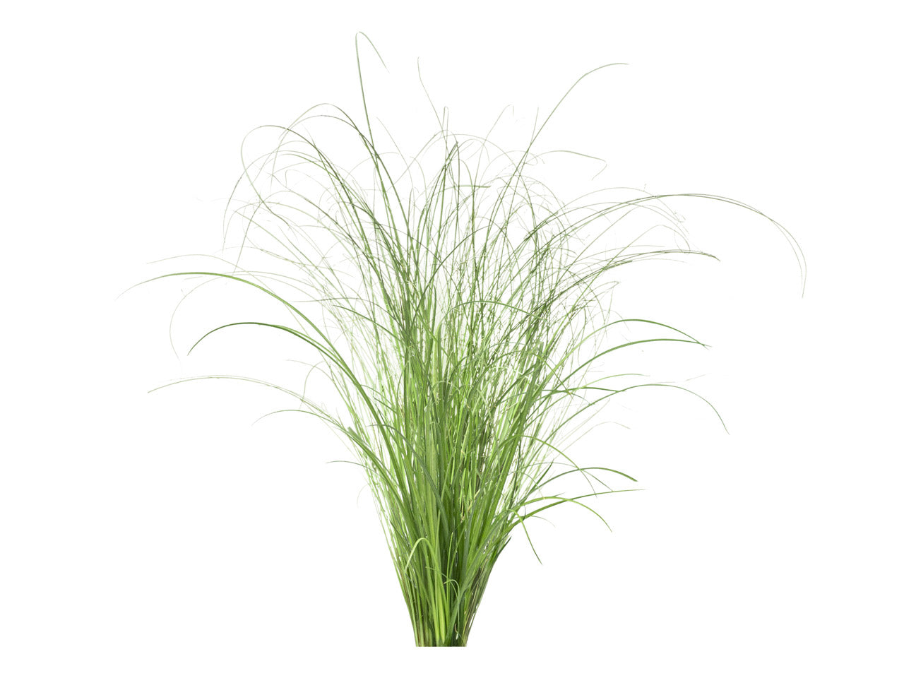 Ornamental Grass Plant Pods | Click & Grow – Click & Grow EU