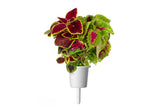 Painted Nettle Plant Pods 3-pack
