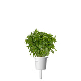 Dwarf Basil Plant Pods 3-pack
