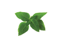 Thai Basil Refill / Thai Basil Refill