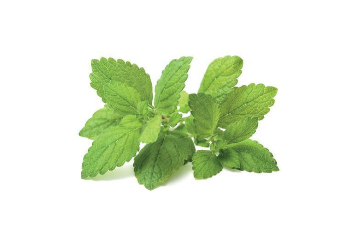 Lemon Balm Refill