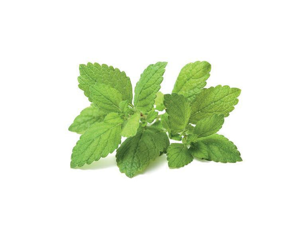 Lemon Balm Refill
