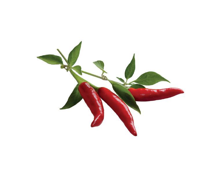 Chili Pepper Refill / Chili Pepper Refill