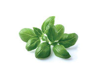 Basil Refill / Basil Refill