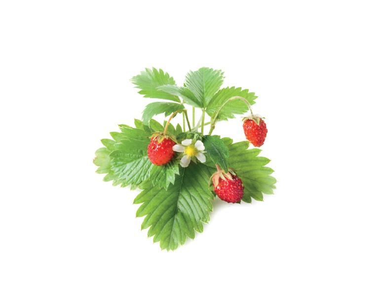 Wild Strawberry Refill / Wild Strawberry Refill
