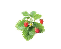 Wild Strawberry Refill / Wild Strawberry Refill