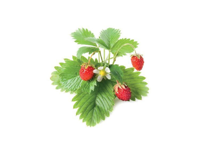 Wild Strawberry Refill