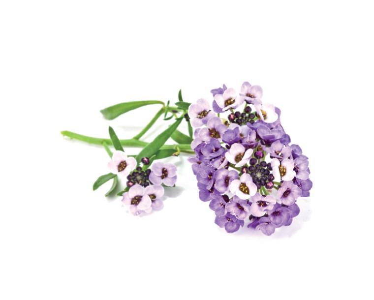 Sweet Alyssum Refill / Sweet Alyssum Refill