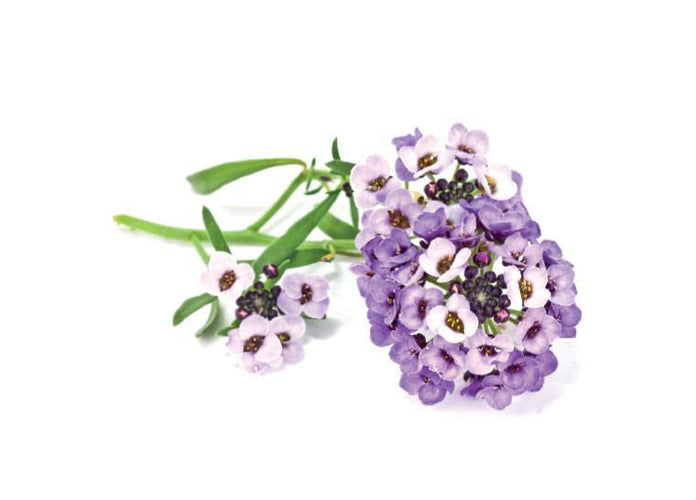 Sweet Alyssum Refill