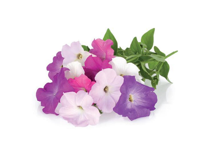 Petunia Refill