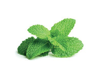 Peppermint Refill / Peppermint Refill