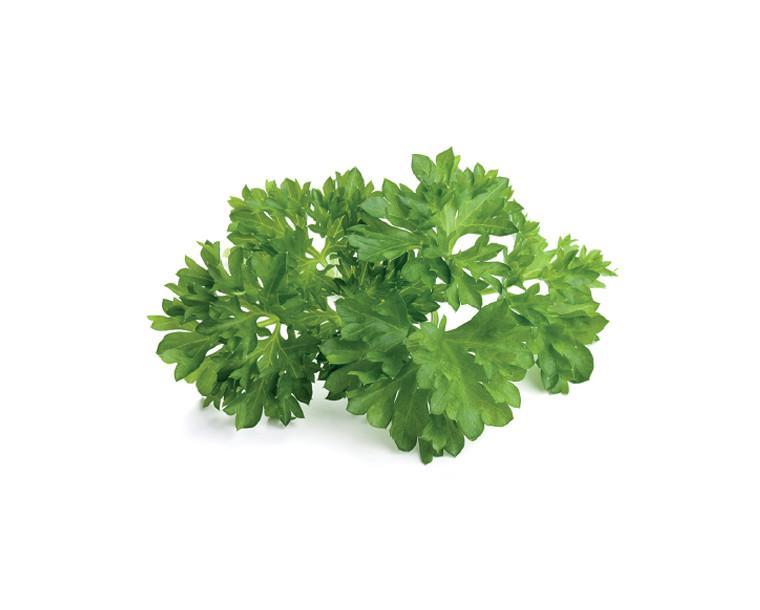 Curly Parsley Refill / Curly Parsley Refill