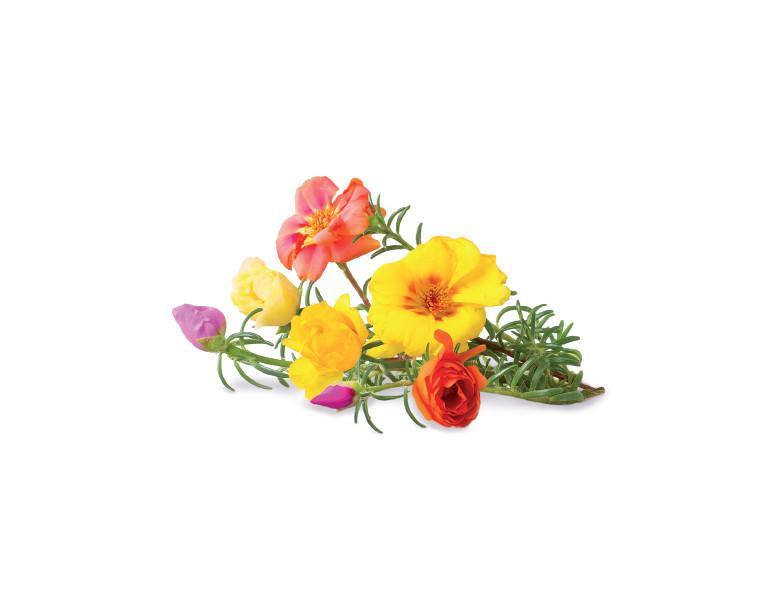 Moss Rose Refill / Moss Rose Refill
