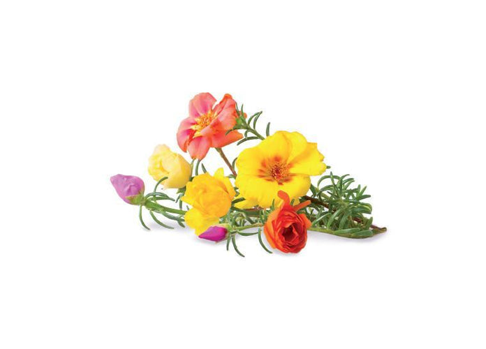 Moss Rose Refill