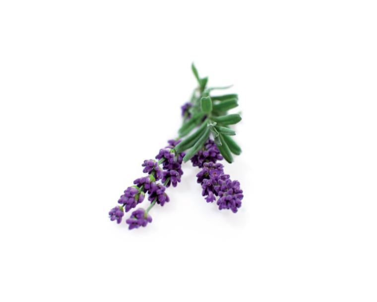 Lavender Refill / Lavender Refill