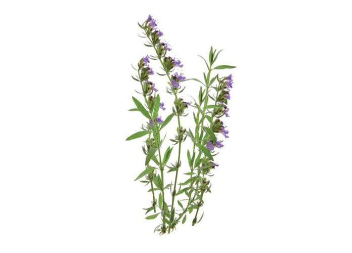 Hyssop Refill