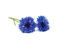 Cornflower Refill / Cornflower Refill