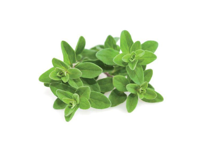 Marjoram Refill