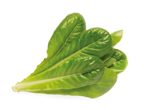 Romaine lettuce -grow lettuce at home - Click & Grow - indoor herb garden kit