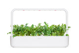 Arugula Plant Pods 3-pack