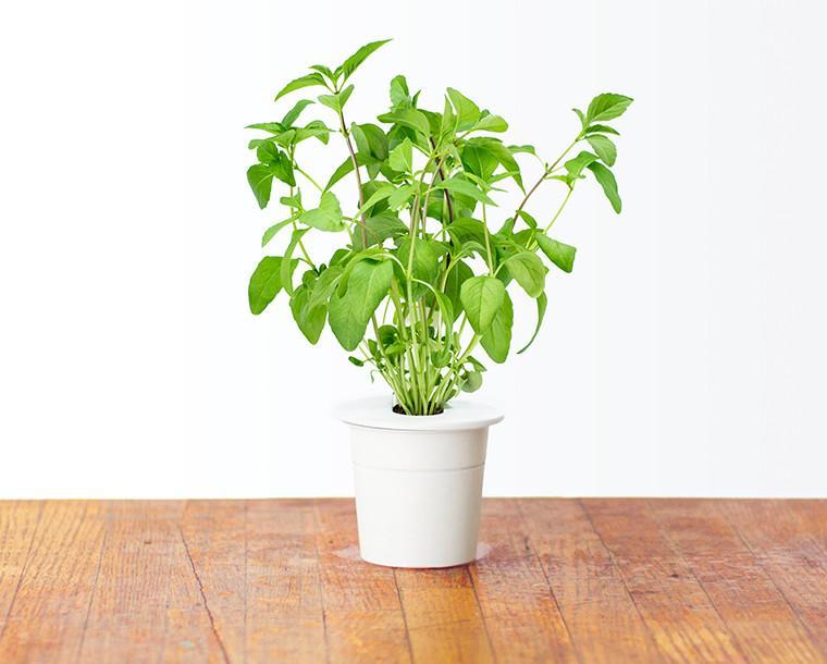 Thai Basil Refill / Thai Basil Refill