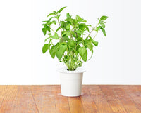 Thai Basil Refill / Thai Basil Refill