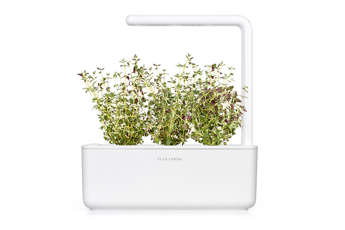Information On Thyme Growing Indoors