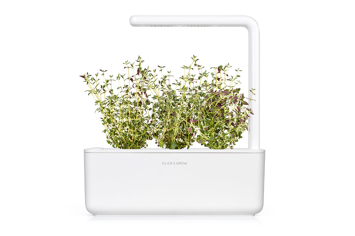 Thyme Plant Pods / Thyme Plant Pods