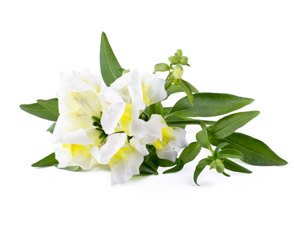 White Snapdragon Plant Pods