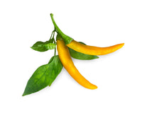 Yellow Chili Pepper Plant Pods / Yellow Chili Pepper Plant Pods