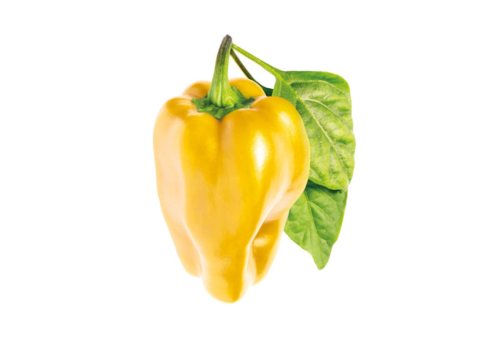 Yellow Sweet Pepper Plant Pods