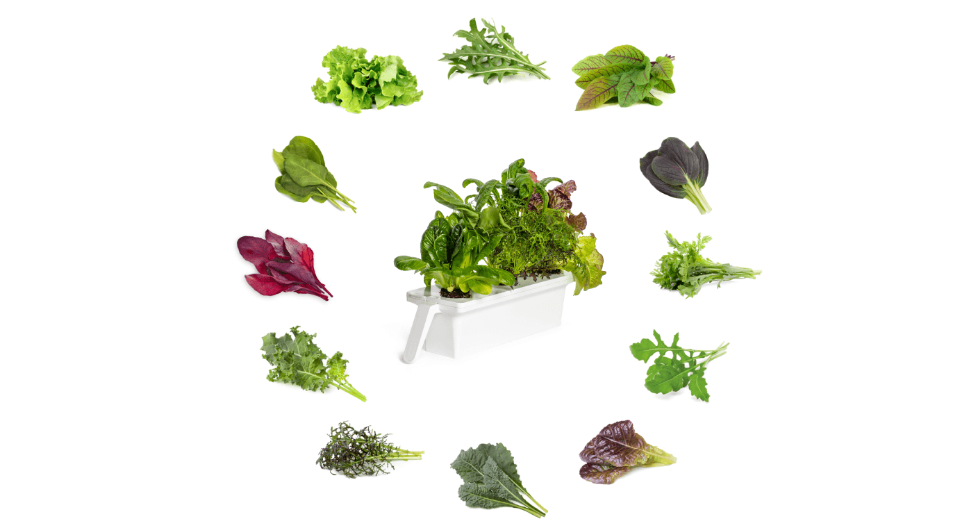 CG25 vs Lettuce Grow Click & Grow EU